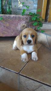 Beagle femeas tricolor e bicolor