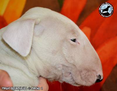 Cachorros Bull Terrier Magic Dreamsbull