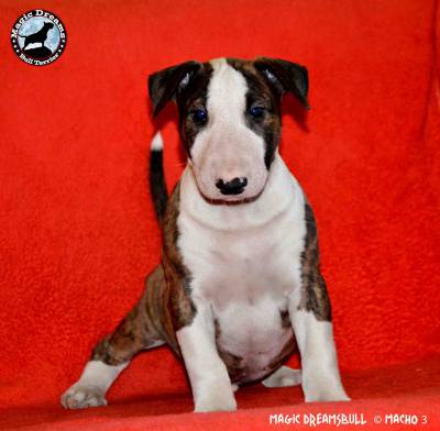 Cachorros Bull Terrier Magic Dreamsbull