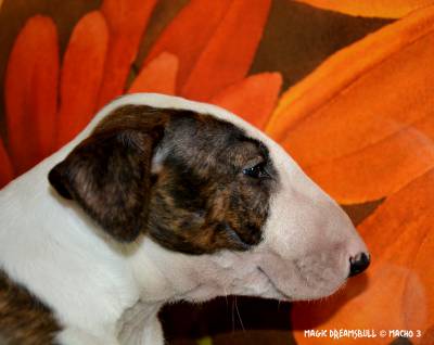 Cachorros Bull Terrier Magic Dreamsbull