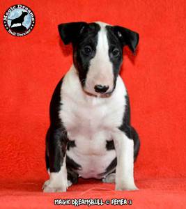 Cachorros Bull Terrier Magic Dreamsbull