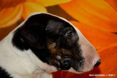 Cachorros Bull Terrier Magic Dreamsbull