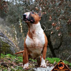 Cachorros Bull Terrier Magic Dreamsbull