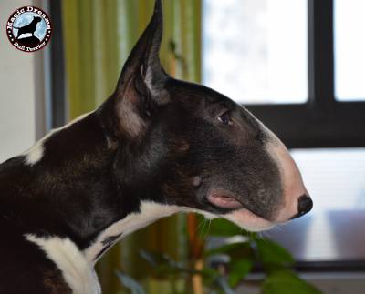 Cachorros Bull Terrier Magic Dreamsbull