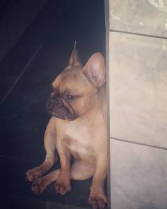 Buldogue Frances filha de importado