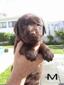 Labrador Retriever Castanhos