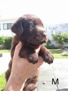 Labrador Retriever Castanhos