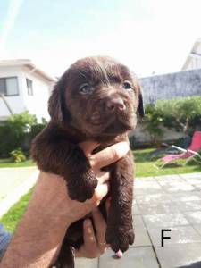 Labrador Retriever Castanhos