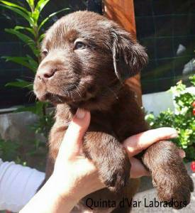 Labrador Retriever Castanhos