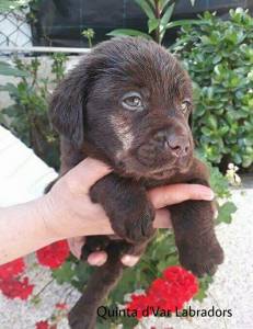 Labrador Retriever Castanhos