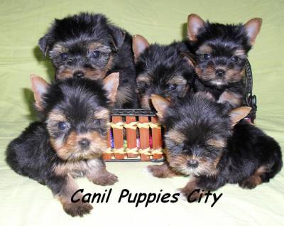 Yorkshire Terrier Filhotes com Pedigree