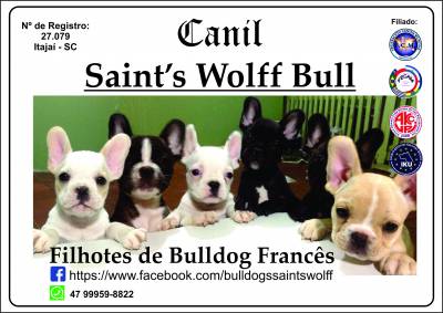 Filhotes de Bulldog Francs