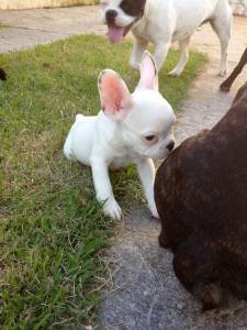 Filhotes de Bulldog Francs