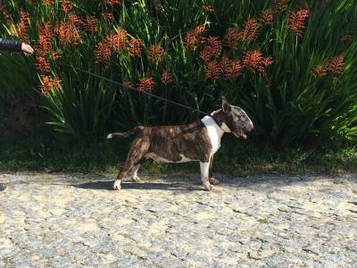 Cachorros Bull Terrier Standard