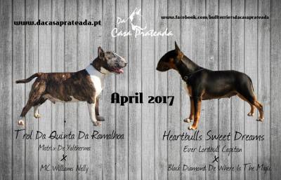 Cachorros Bull Terrier Standard