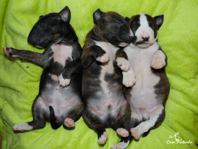 Cachorros Bull Terrier Standard