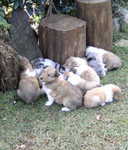 Lindos filhotes de Collie pelo longo