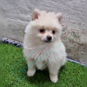 Spitz Lulu da Pomernia Boo