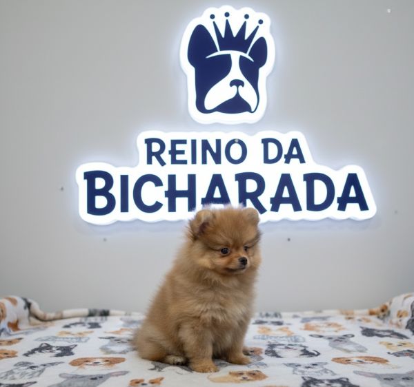 Spitz Lulu da Pomernia Boo