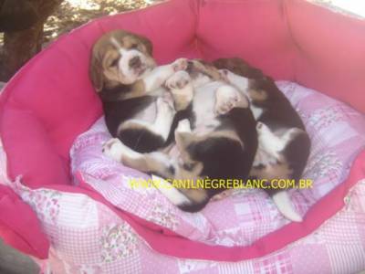 beagle filhotes a venda