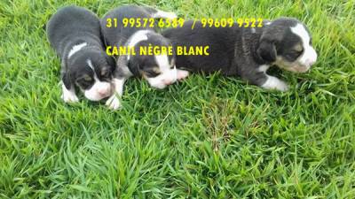 beagle filhotes a venda