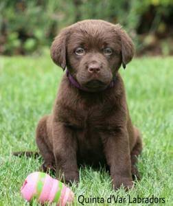 Labrador Retriever Castanhos