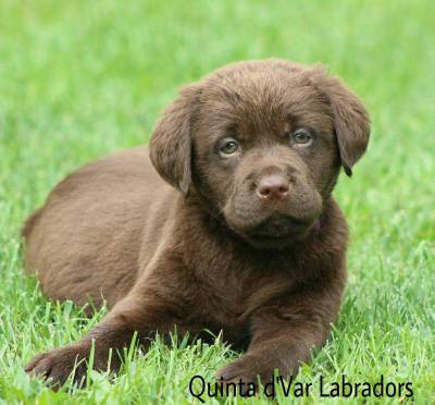 Labrador Retriever Castanhos