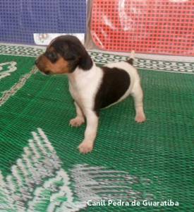 Terrier Brasileiro Fox Paulistinha