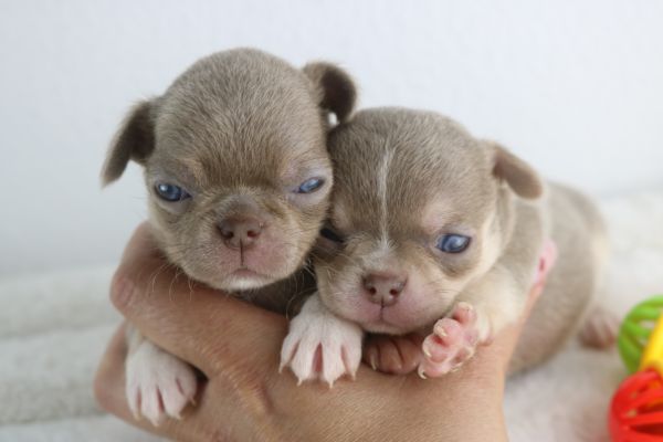 chihuahua fmeas e machos