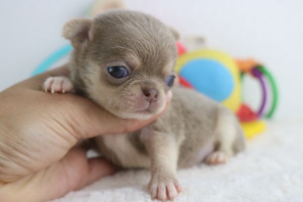 chihuahua fmeas e machos