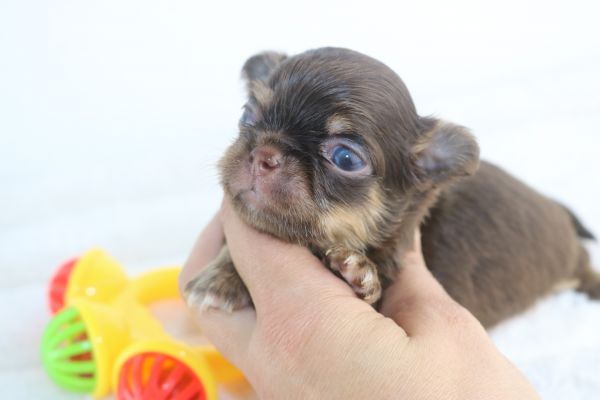 chihuahua fmeas e machos