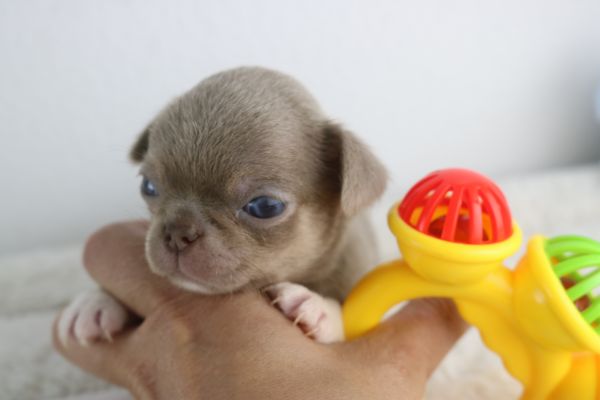 chihuahua fmeas e machos