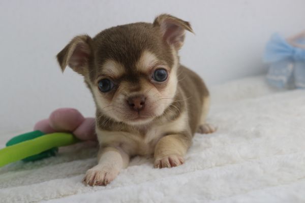 chihuahua fmeas e machos