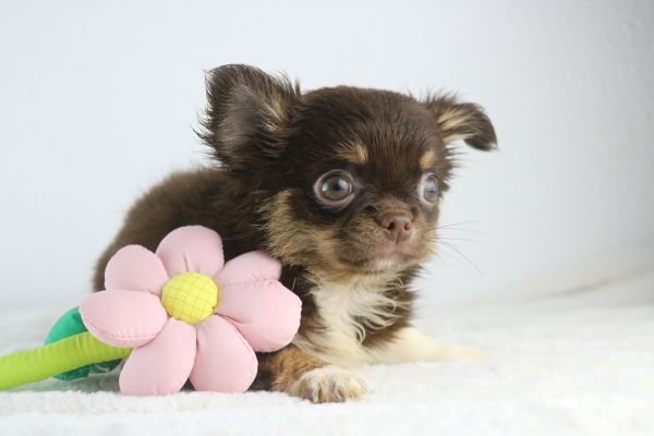 chihuahua fmeas e machos