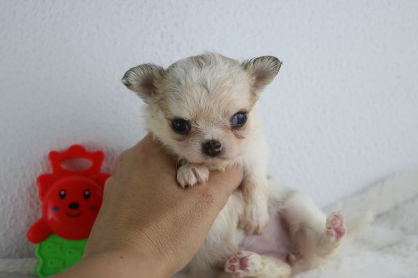 chihuahua fmeas e machos