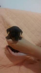 Pinscher Miniatura filhotes