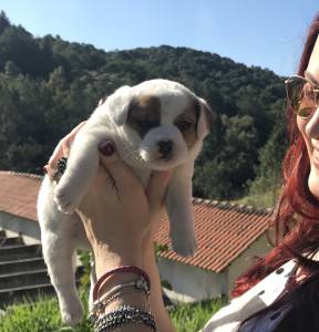 CANIL FITTIPALDI Filhote macho de Jack Russell