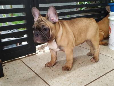 Lindo filhote de bulldog francs