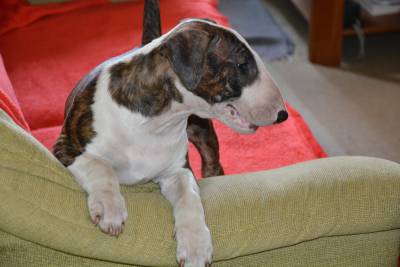 CACHORROS BULL TERRIER CABEA CURVADA