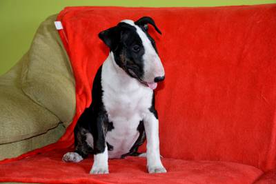 CACHORROS BULL TERRIER CABEA CURVADA