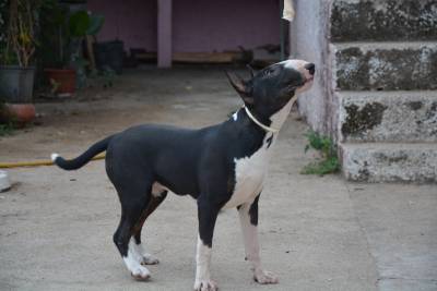 CACHORROS BULL TERRIER CABEA CURVADA