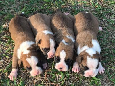 Filhotes de Boxer