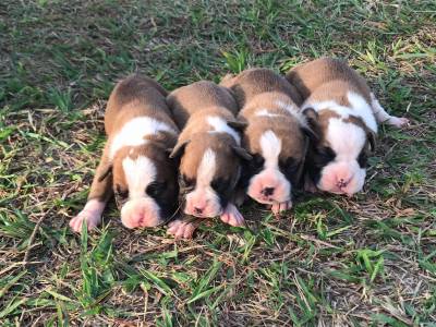 Filhotes de Boxer