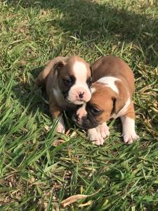 Filhotes de Boxer