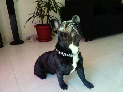 Maxo disponvel para montas