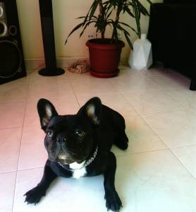 Maxo disponvel para montas