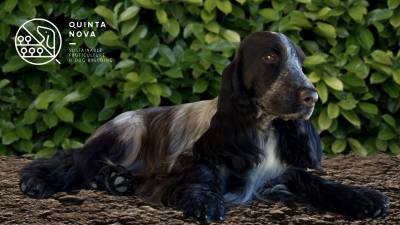 Cocker Spaniel Ingls - LOP e Afixo