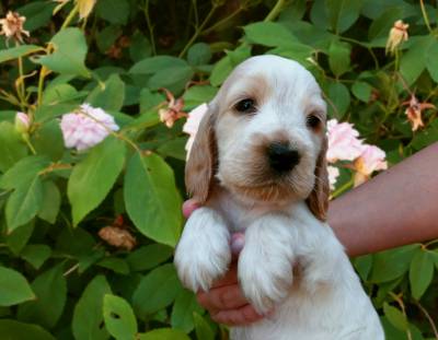 Cocker Spaniel Ingls - LOP e Afixo