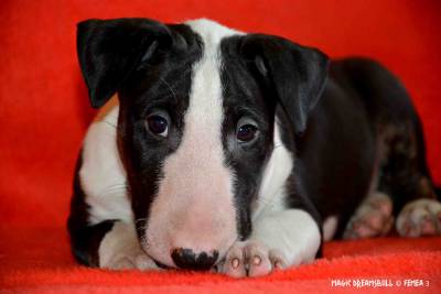 FEMEA BULL TERRIER NEGRA