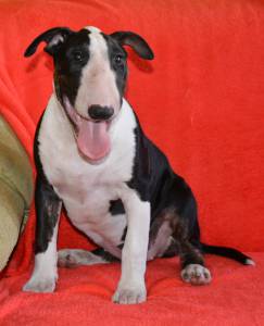 FEMEA BULL TERRIER NEGRA